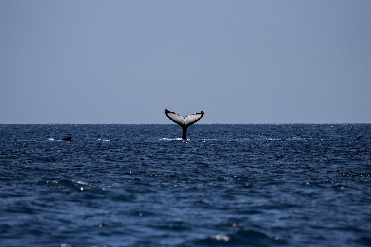 whale-1118876_1280